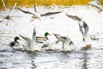 Birds fighting for food in water.
