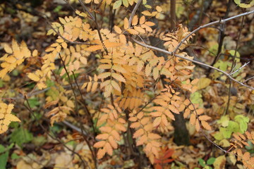 autumn leaves on the ground