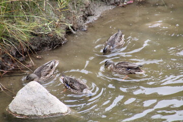 Ducks On The Creek, Whitemud Park, Edmonton, Alberta
