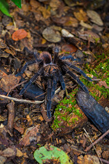 tarantula , republica dominicana , araña, animales  