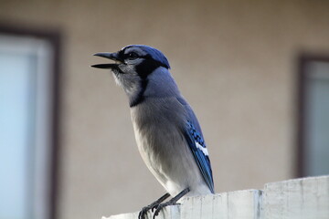 blue jay bird