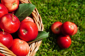 Fototapeta na wymiar Basket full of ripe red apples on green grass, harvesting. Scattered apples and fresh farm organic fruits
