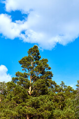 vertical photo of a pine tree in the forest