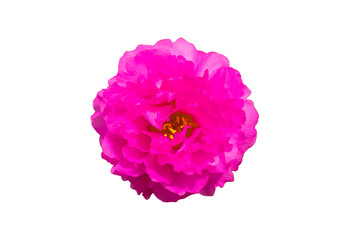 The pink blooming Pusley or Verdolaga in a white background is a rainy season flower plant found in the tropics with clipping path.
