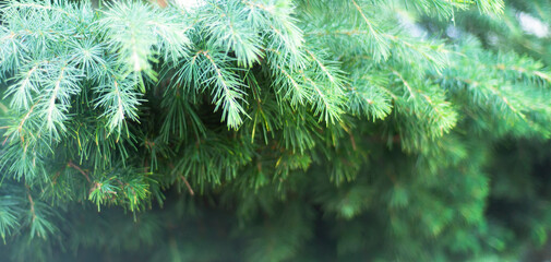 Fototapeta na wymiar Natural green backgrounds. Spruce. Christmas tree. Evergreen. Wallpaper.