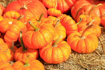 Pumpkin Patch For Halloween