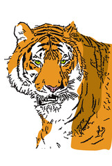 虎　寅年　トラ