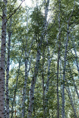 bottom view of the birches in forest