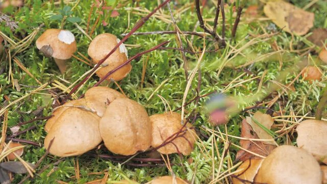 Close-up look of the brown mushrooms on the ground in Espoo Finland.geology shot.4k