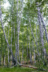 bottom view of the the birches