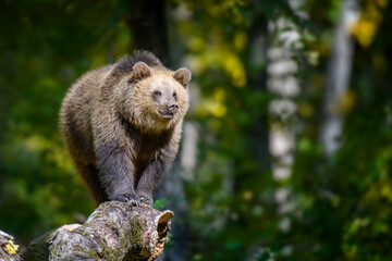 Baby cub wild Brown Bear (Ursus Arctos) on tree in the autumn forest. Animal in natural habitat