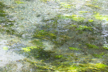 水面と水草　
湧き水と水草　
美しい水面
