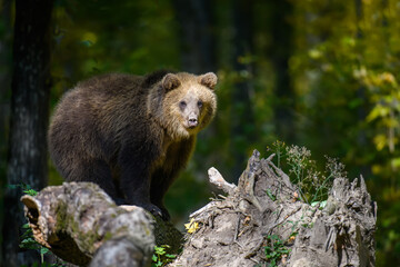 Obraz na płótnie Canvas Baby cub wild Brown Bear (Ursus Arctos) on tree in the autumn forest. Animal in natural habitat
