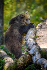 Obraz premium Baby cub wild Brown Bear (Ursus Arctos) stand on tree in the autumn forest. Animal in natural habitat