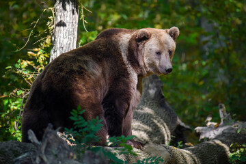 Wild Brown Bear (Ursus Arctos) in the autumn forest. Animal in natural habitat