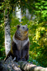 Wild Brown Bear (Ursus Arctos) in the autumn forest. Animal in natural habitat