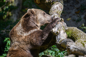 Fototapeta premium Wild Brown Bear (Ursus Arctos) in the autumn forest. Animal in natural habitat