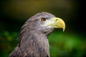 Portrait white-tailed eagle. Danger animal in nature habitat