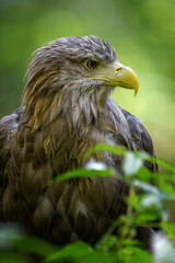 Portrait white-tailed eagle. Danger animal in nature habitat