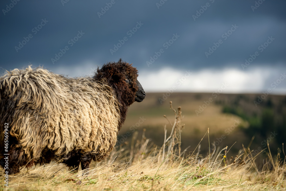 Poster Mountain sheep grazing on pasture in autumn