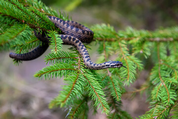 Closeup snake poisonous viper in summer on branch the of tree