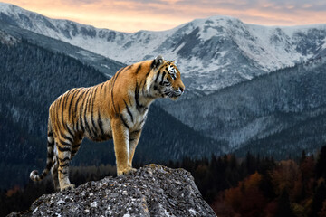 Fototapety  Tiger stands on a rock against the background of the evening  winter landscape
