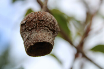 Gum Nut 