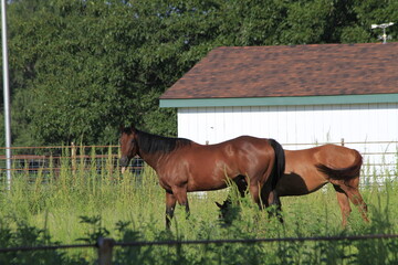 horses in the field with a barn and tree's east of Nickerson Kansas USA out in the country.