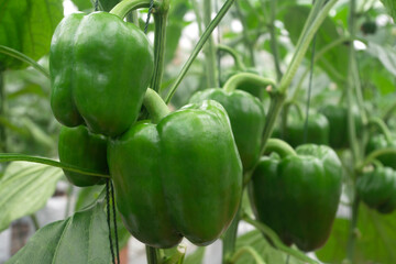 Sweet Pepper Vegetables in Agricultural greenhouse farm.