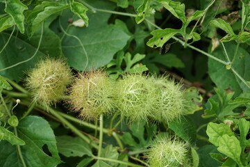 Passiflora foetida (Also called Passiflora foetida, stinking passionflower, wild maracuja, bush passion fruit) with a natural background. It used to treatment for itching and coughs