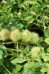 Passiflora foetida (Also called Passiflora foetida, stinking passionflower, wild maracuja, bush passion fruit) with a natural background. It used to treatment for itching and coughs