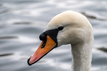 Obraz premium Portrait of a graceful white swan with long neck on dark water background.