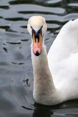 Portrait of a graceful white swan with long neck on dark water background.