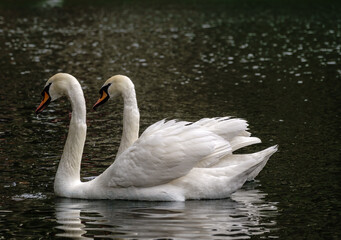 Two graceful white swans swim in the dark water.