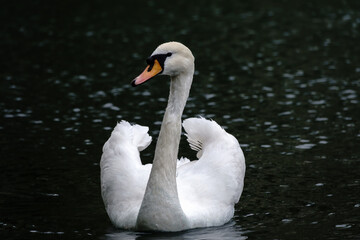 Obraz premium A graceful white swan swimming on a lake with dark water. The white swan is reflected in the water