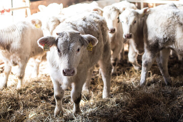 Group of young cow calf Charolais in farm.