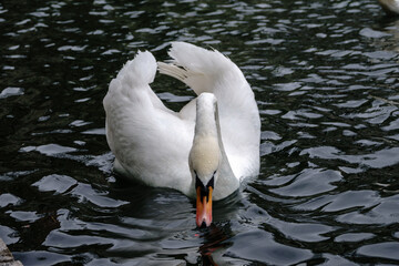 Naklejka premium A graceful white swan swimming on a lake with dark water. The white swan is reflected in the water