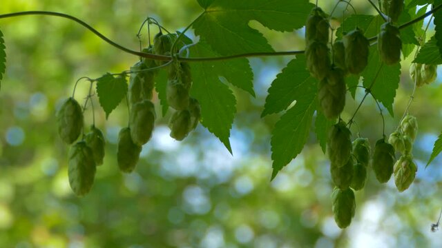 Hop cones ripen in the sun. Hop bush with leaves close-up. Beer production