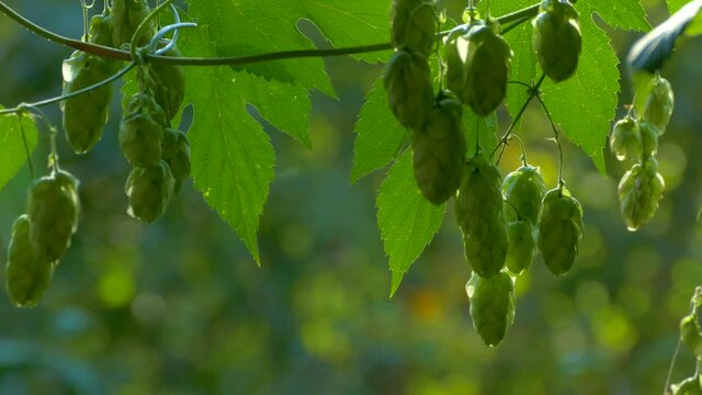 Hop cones ripen in the sun. Hop bush with leaves close-up. Beer production