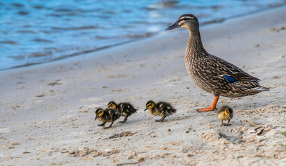 Mallard duck and ducklings at the waterfront