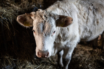 Portrait of young cow calf Charolais in farm.