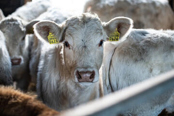 Portrait of young cow calf Charolais in farm.