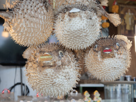 Dried puffer fish figurines are hung in fishermen's restaurants as a trading mascot.