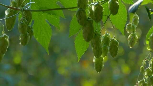 Hop cones ripen in the sun. Hop bush with leaves close-up. Beer production