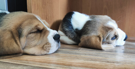 cute beagle puppy lying on the floor