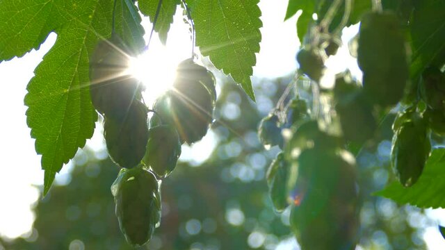 Hop cones ripen in the sun. Hop bush with leaves close-up. Beer production