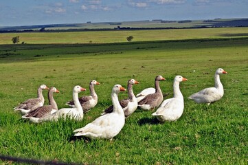 flock of geese