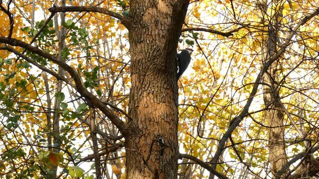 Pileated woodpecker bird on treen trunk pecking a hole, autumn colors in background