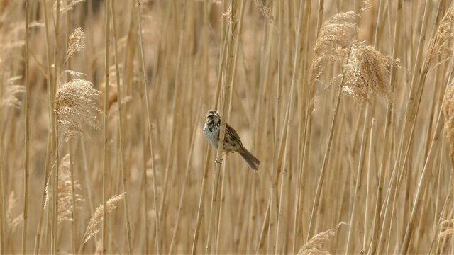 Small Lincoln's sparrow take off from dry high grass, Nature Landscape - Toronto