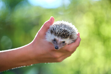 Human hands holding little african hedgehog pet outdoors on summer day. Keeping domestic animals and caring for pets concept